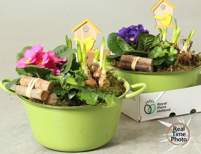 <h4>ARR TUINPLANTEN</h4>