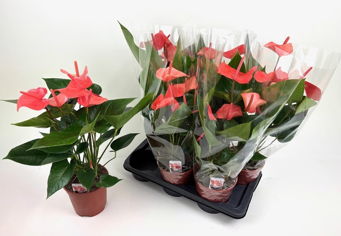<h4>ANTHU AN OV</h4>
