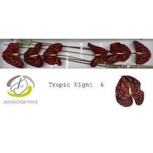 Anth A Tropic Night 6