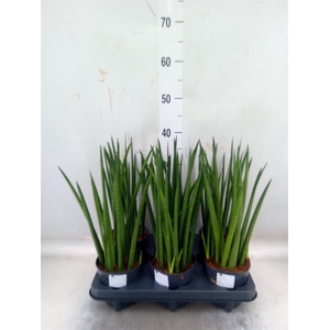 Sansevieria cyl. ...
