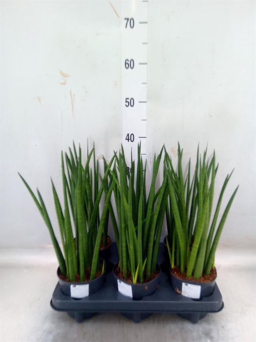 <h4>Sansevieria cyl. ...</h4>