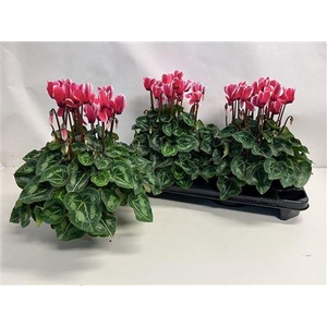 Cyclamen Xl Fuji Neon Pink