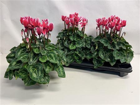<h4>Cyclamen Xl Fuji Neon Pink</h4>