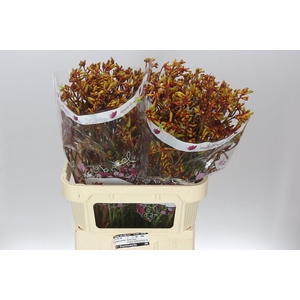 Anigozanthos Gold Fever