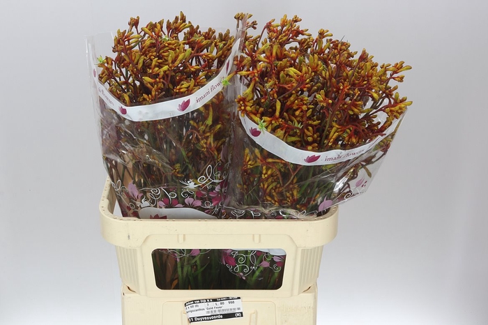 <h4>Anigozanthos Gold Fever</h4>