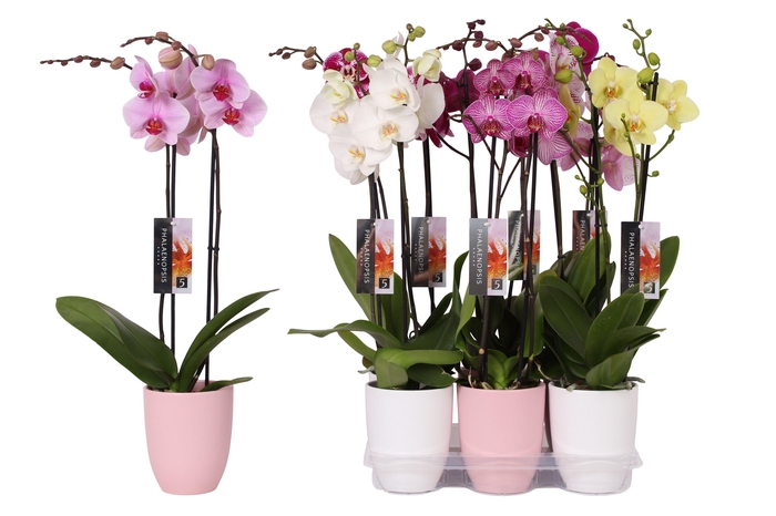 <h4>Phalaenopsis mix, 2-spike Pink and White Ceramics</h4>