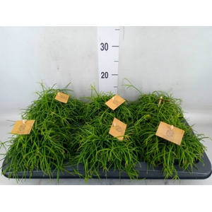 Rhipsalis   ...
