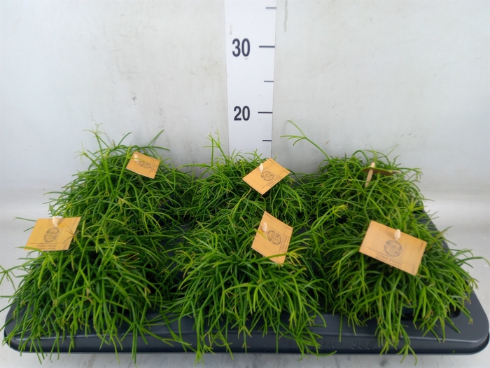 <h4>Rhipsalis   ...</h4>