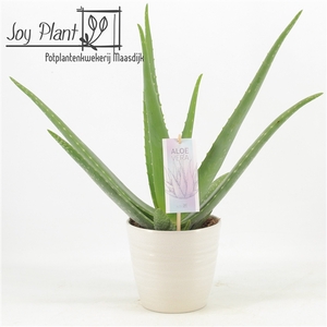 Aloe Vera P14 in keramiek Amy2.0