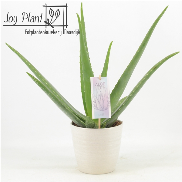 <h4>Aloe Vera P14 in keramiek Amy2.0</h4>