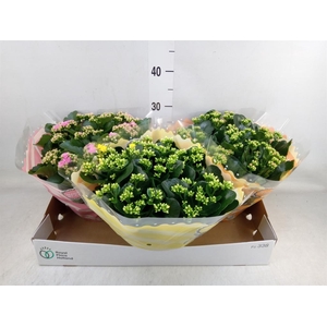 Kalanchoe blos.   ..rosebud mix  5