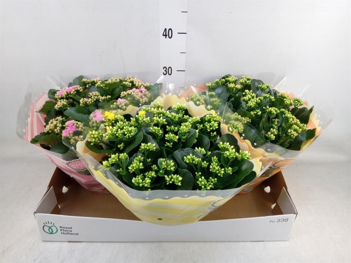 <h4>Kalanchoe blos. ..rosebud mix 5</h4>
