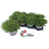 Gypsophila muralis