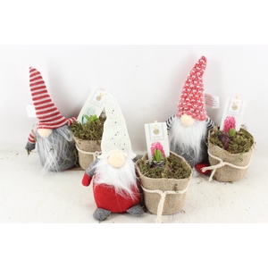 arr4 Hyacint FL - Fluffy santa x8