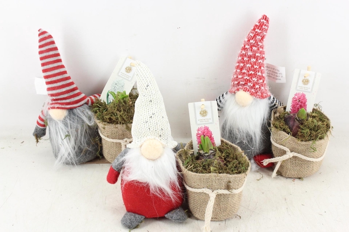 <h4>arr4 Hyacint FL - Fluffy santa x8</h4>