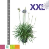 arr8 Agapa Eydori Blue