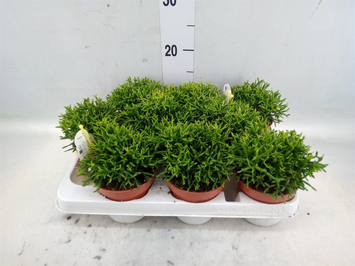 <h4>Rhipsalis capilliformis</h4>