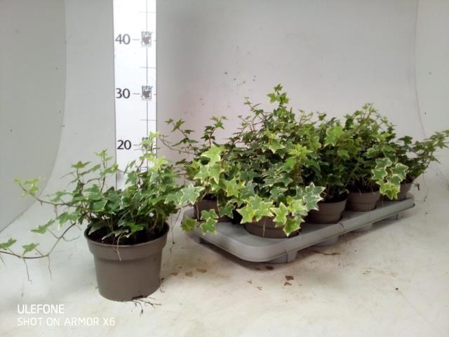 <h4>HEDERA EVA P13</h4>