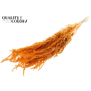 Hang Amaranthus ±70cm Preserved per bunch Bleached Salmon