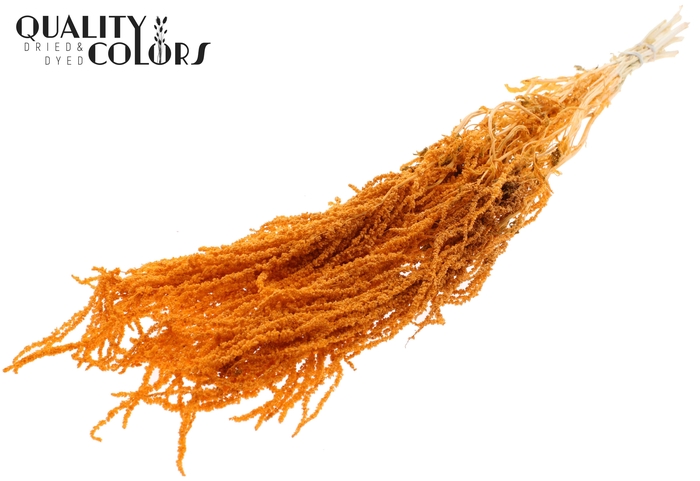 <h4>Hang Amaranthus ±70cm Preserved per bunch Bleached Salmon</h4>