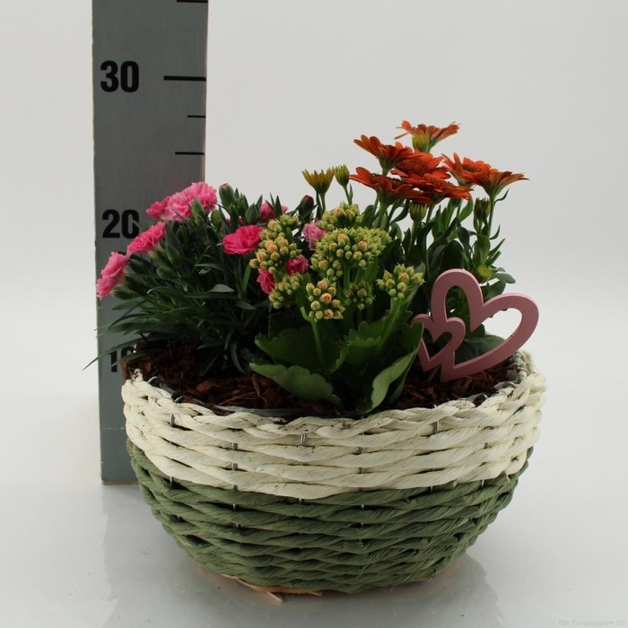 <h4>ARR TUINPLANTEN</h4>
