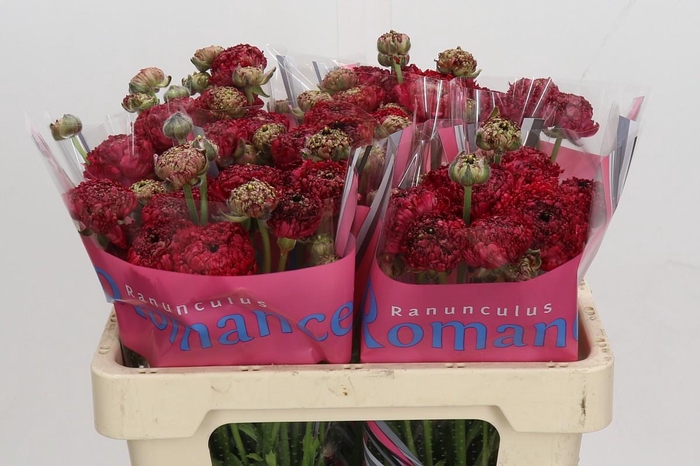 <h4>Ranunculus Romance Chaouen</h4>
