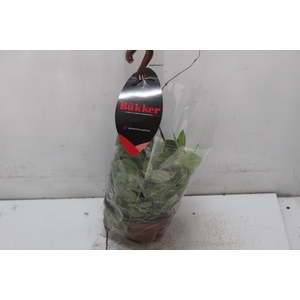 DISCHIDIA OVATA C13