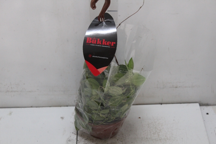 <h4>DISCHIDIA OVATA C13</h4>