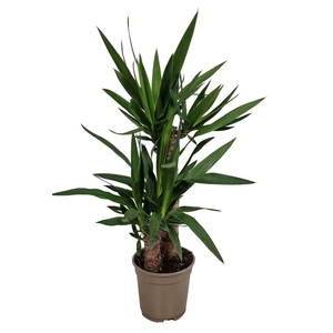 YUC ELEPHANTIPES