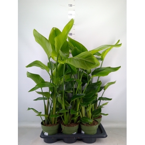 Strelitzia nicolai
