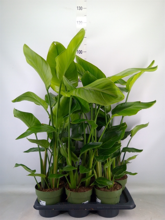 <h4>Strelitzia nicolai</h4>