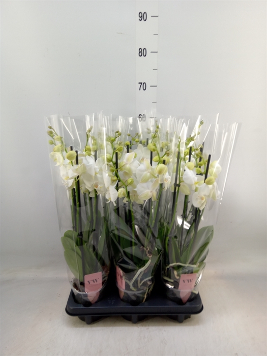 <h4>Phalaenopsis  'Ant Inverness'</h4>