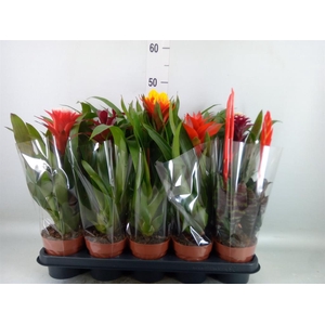 Bromelia   ...mix