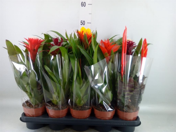 <h4>Bromelia   ...mix</h4>