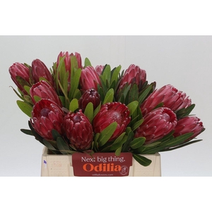 Protea Lancelot