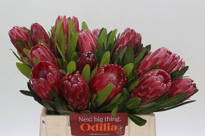 <h4>Protea Lancelot</h4>