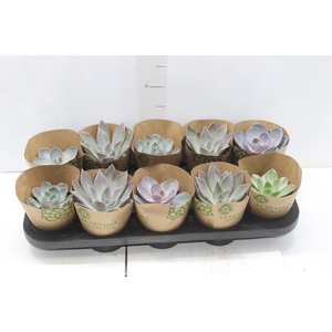 ECHEVERIA P11