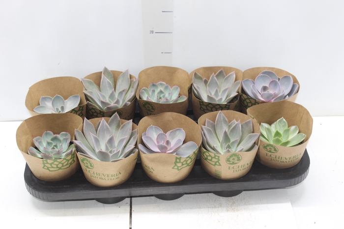 <h4>ECHEVERIA P11</h4>