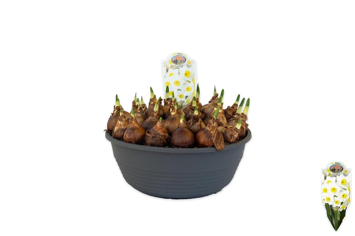 <h4>Narcissus   ...</h4>