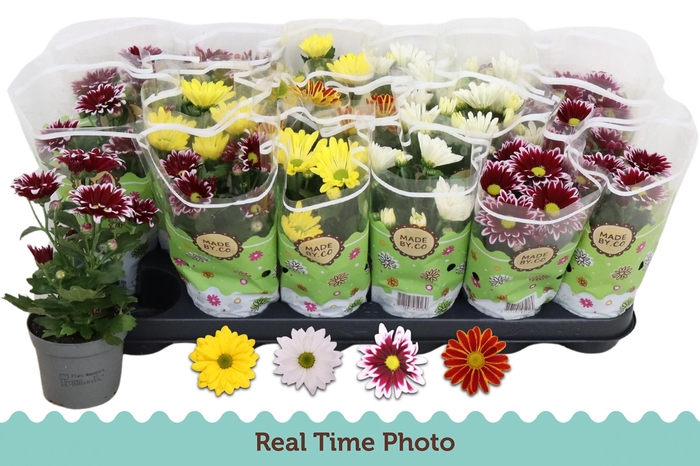 <h4>CHRYS GEM 4 KL</h4>