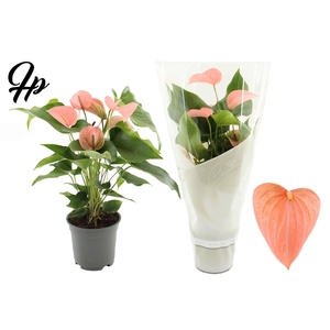 Anthurium 17 cm Festivo Lux in Couture sleeve