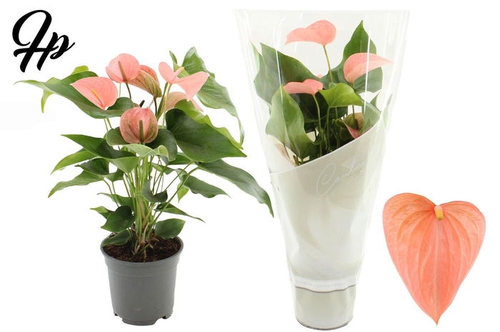 <h4>Anthurium 17 cm Festivo Lux in Couture sleeve</h4>