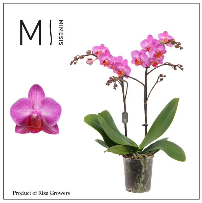 <h4>Phalaenopsis Stuttgart 2 spike – 9cm | Mimesis</h4>
