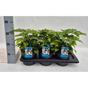 Anemone hybrida 'Honorine Jobert'