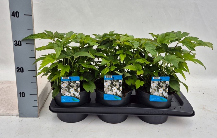 <h4>Anemone hybrida 'Honorine Jobert'</h4>