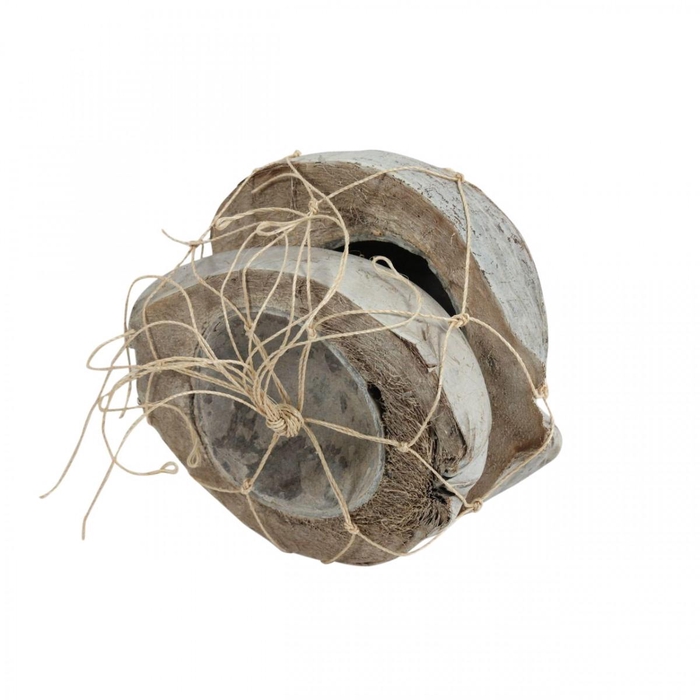<h4>Droogdeco Coco half 20cm x2</h4>