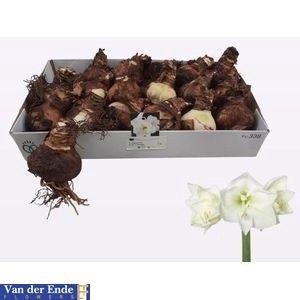 <h4>BLOEMBOL HIPPEASTRUM</h4>