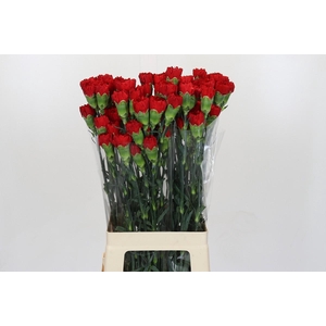 Dianthus St Don Pedro