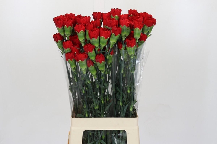 <h4>Dianthus St Don Pedro</h4>