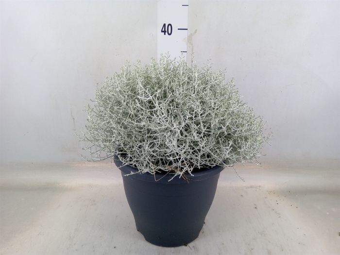 <h4>Leucophyta brownii</h4>